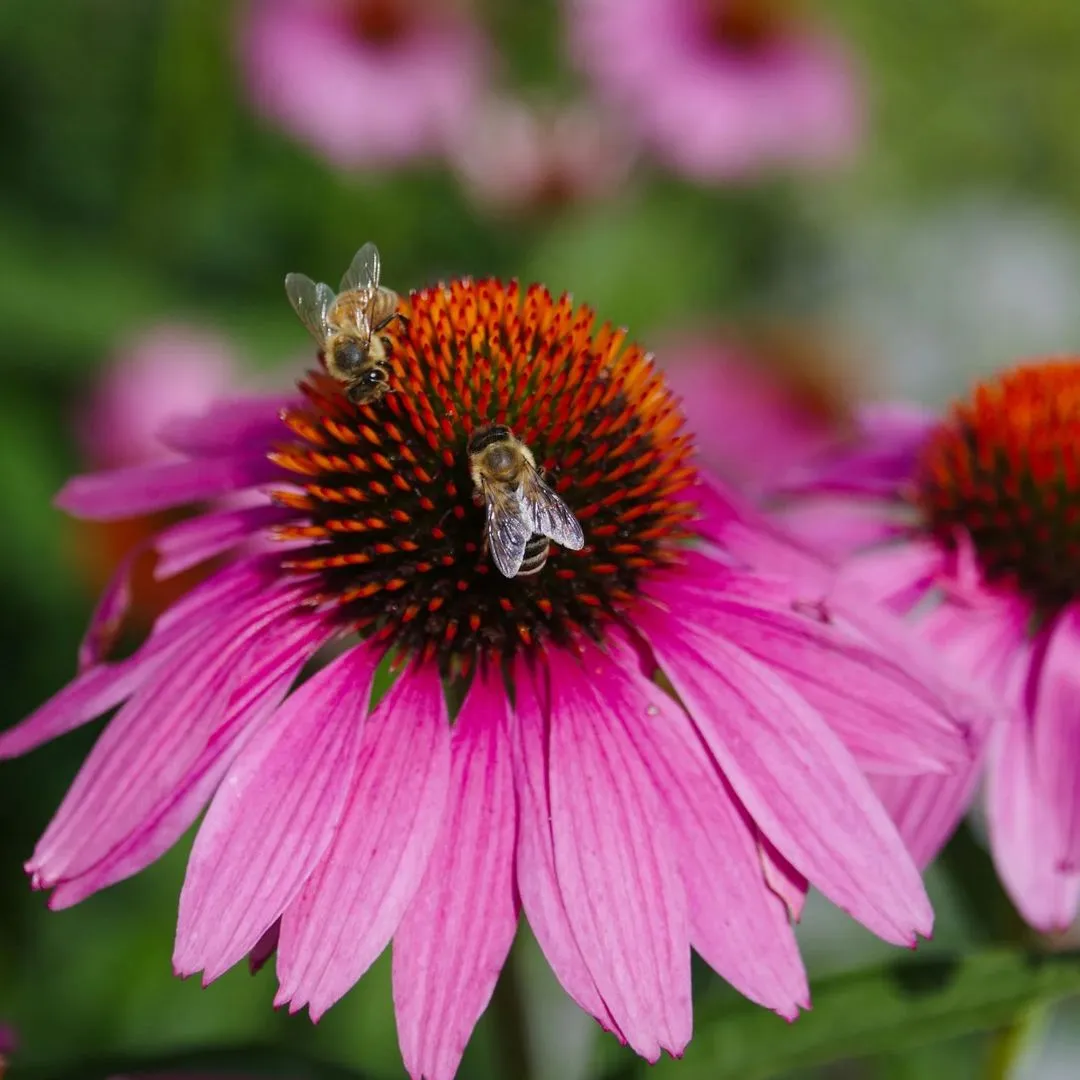 A close-up of two bees on a pink flower, with lush green leaves in the background.