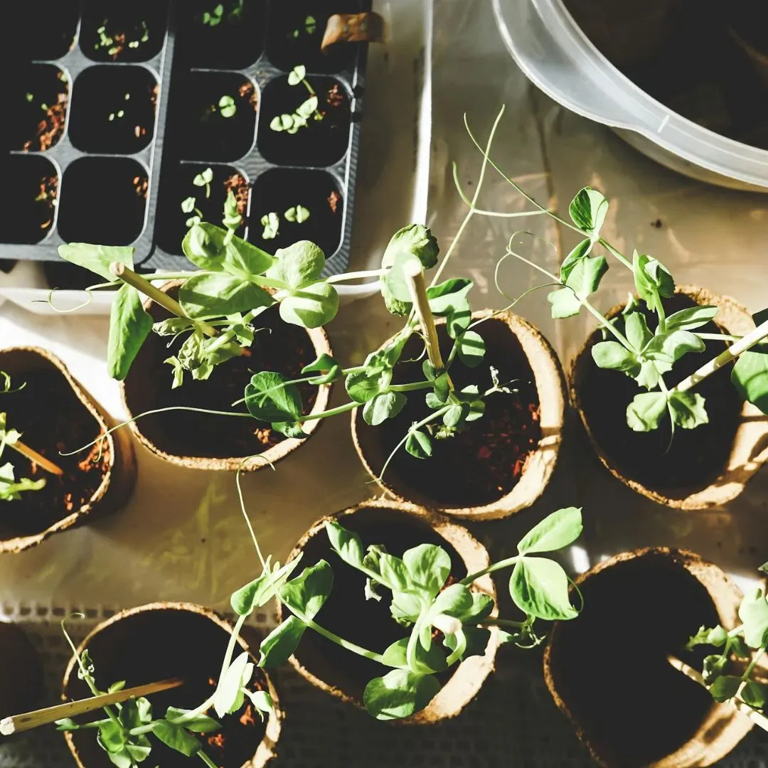 Several young pea plants in biodegradable pots with green leaves and tendrils, alongside a seedling tray on a light surface.