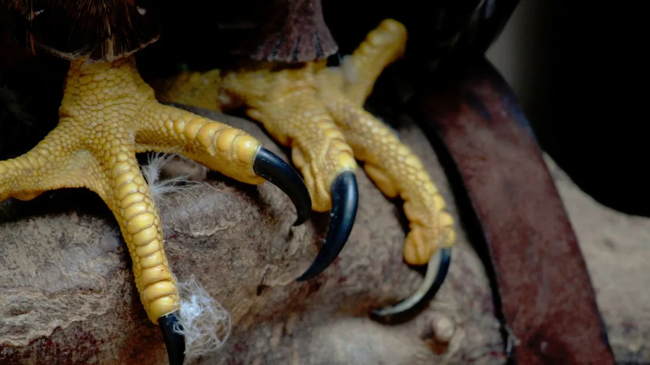Close-up of two bird talons gripping a surface. The yellow talons are textured with sharp, black claws. The image conveys strength and precision.