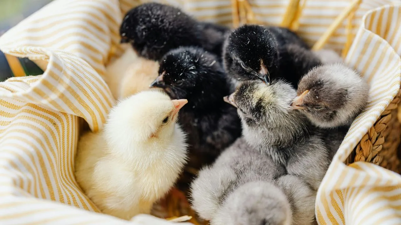 A group of yellow, black, and gray chicks huddle together in a striped fabric-lined basket.