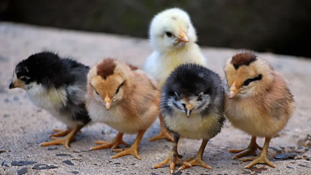 Five fluffy chicks of various colors stand close together on a rough surface, all facing forward.