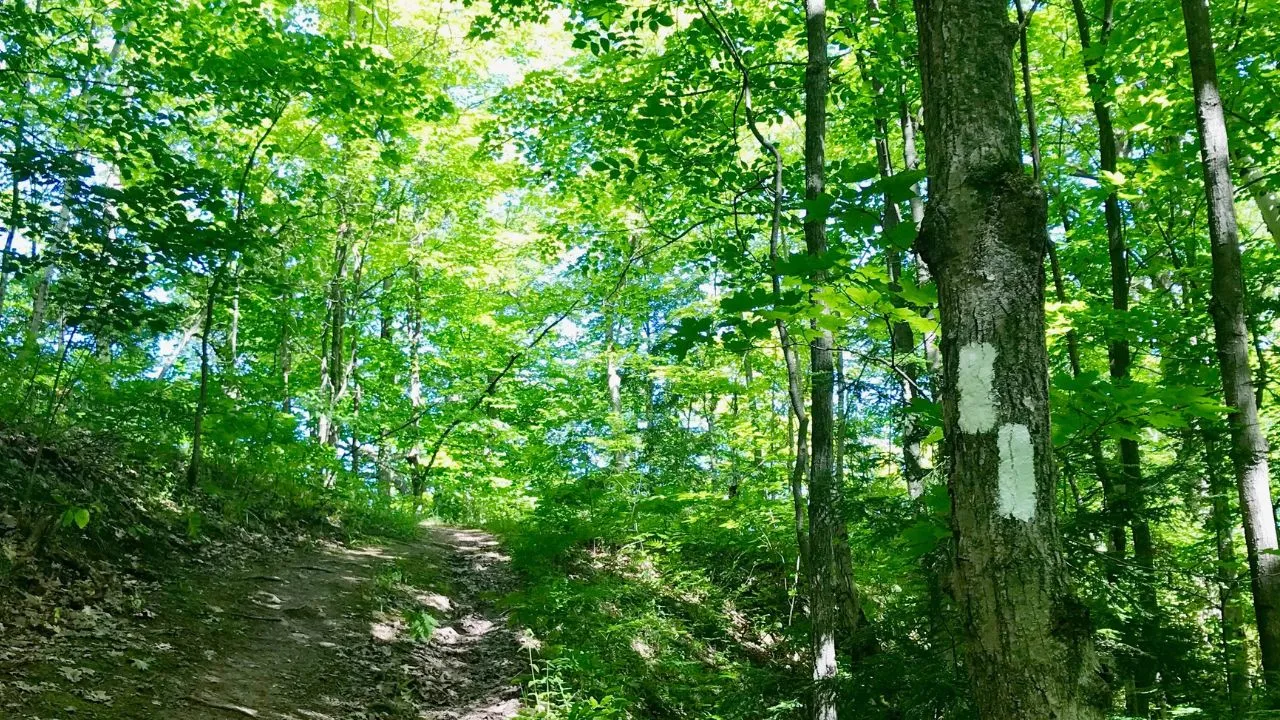 A wooded trail featuring a signpost indicating directions or information for hikers.
