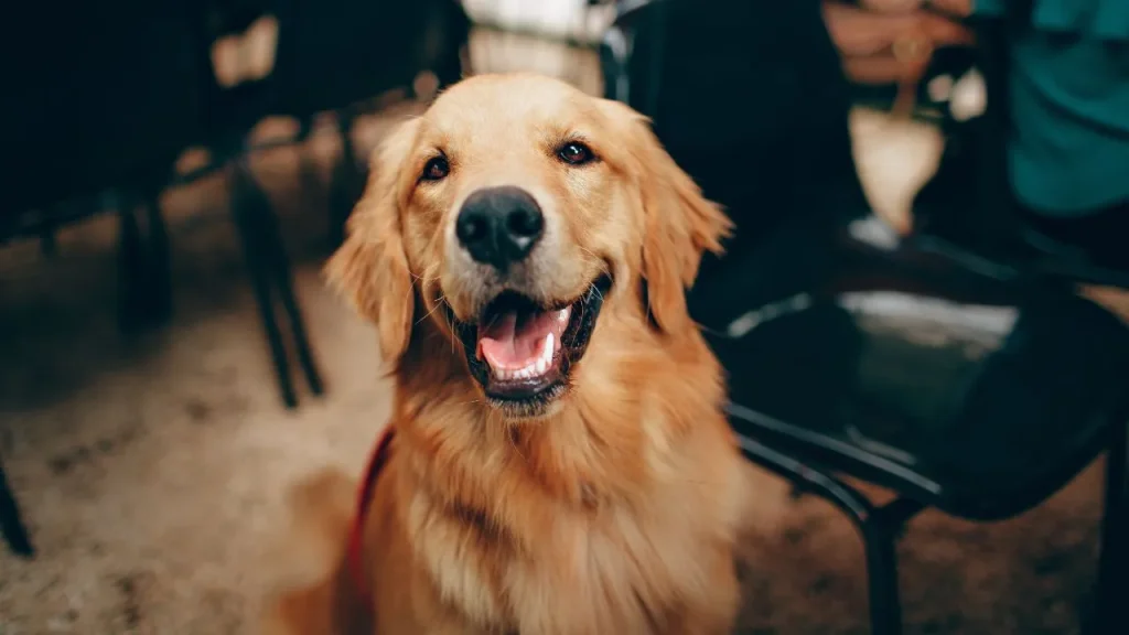 A golden retriever sitting calmly in front of two wooden chairs in a cozy indoor setting.